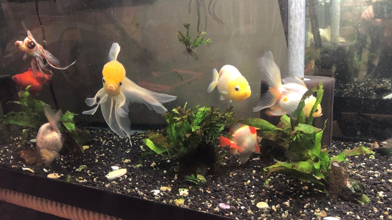 Fish veterinarian near me discount
